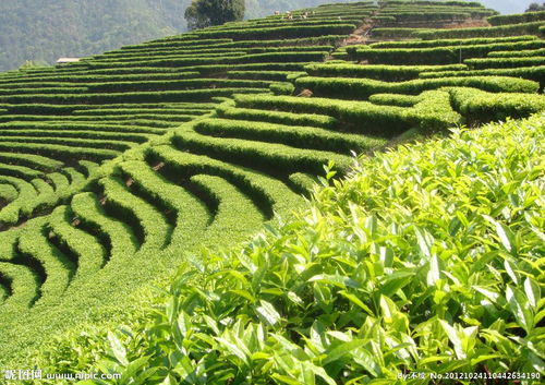 茶葉價格與質量的辯證關系