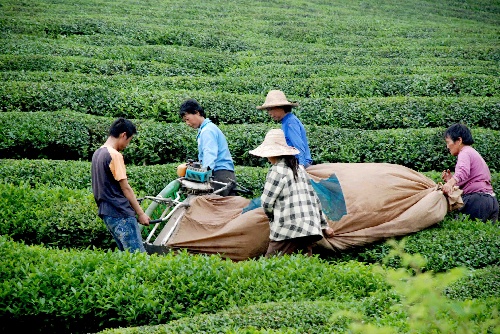 江西婺源 機(jī)械化采茶為農(nóng)民增收添動(dòng)力